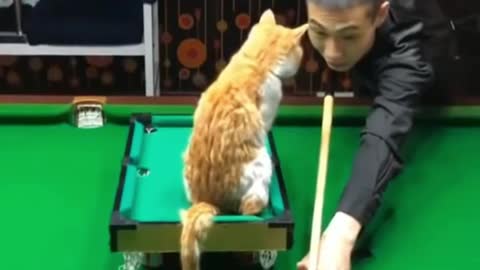 💗Omg! So Cute Pets ♥ Cute Baby Animals & Funny Pets