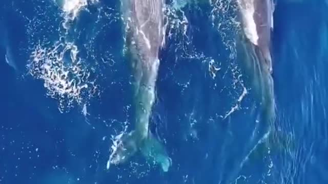 Whale making noise