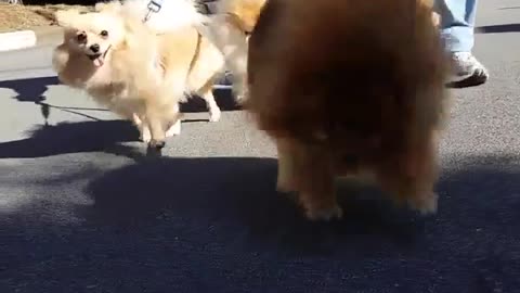 POMERANIANS WALKING TOGETHER