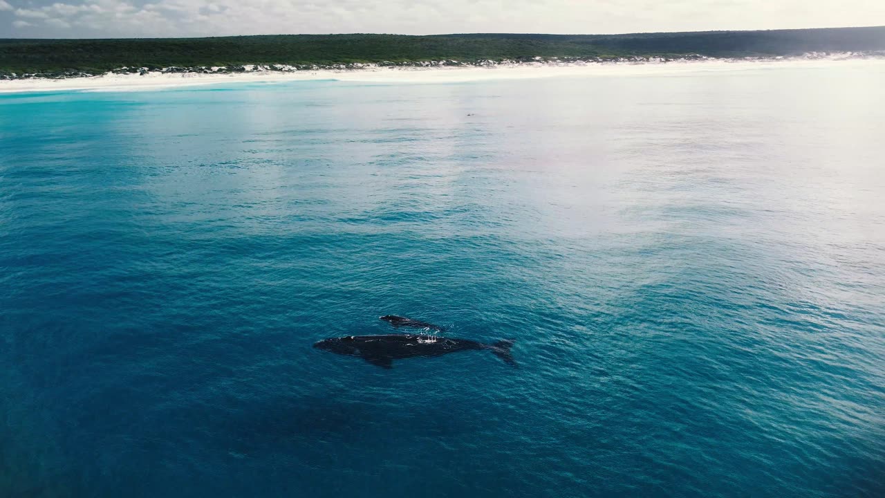 A pod of Southern Right Whales resting in the Shallows in Western Australia