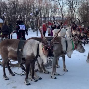 Reindeer races 😍😍😊👍