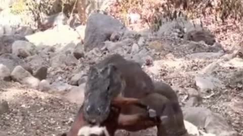 komodo dragon