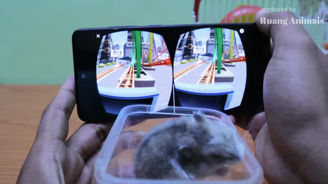 Hamster Lucu Naik Roller Coaster Virtual