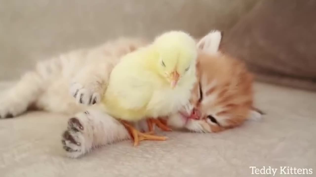 Kitten sleeps sweetly with the Chicken😺