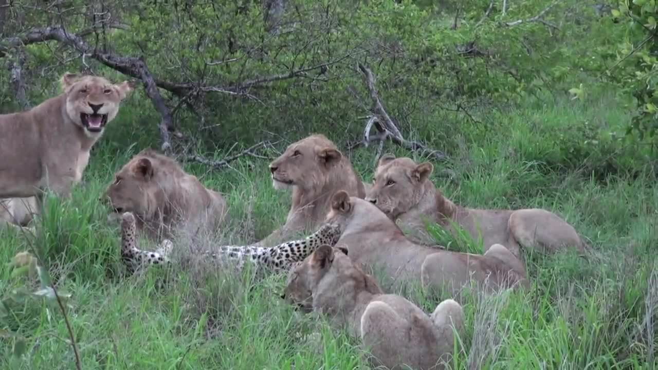 12 LIONS attack LEOPARD!