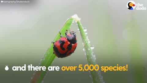 The Stunning Life Cycle Of A Ladybug The Dodo