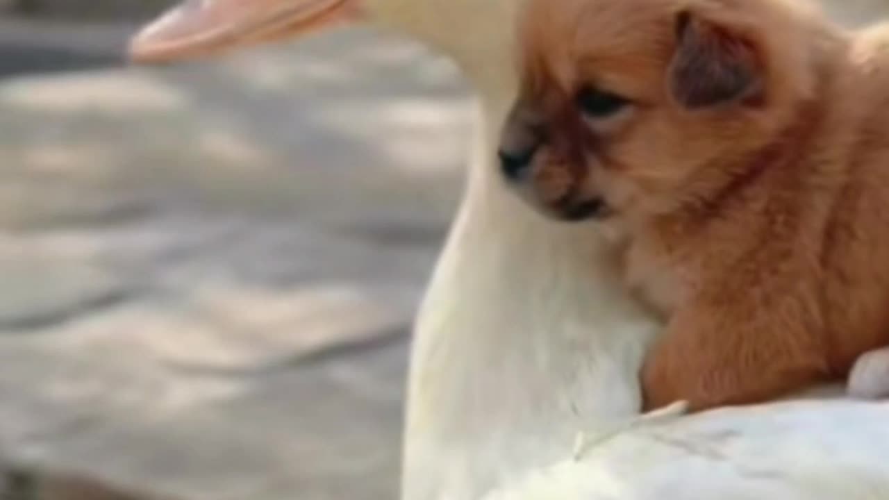 Cute funny Cats #viral #trending #shorts #funny