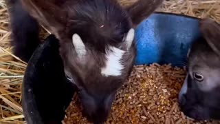 Goats Eating ASMR