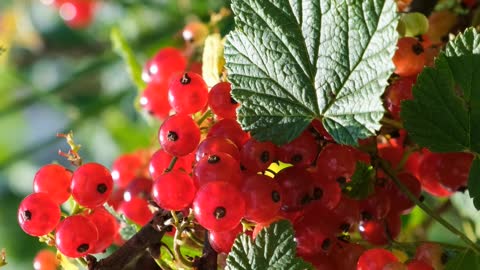 Red Currents