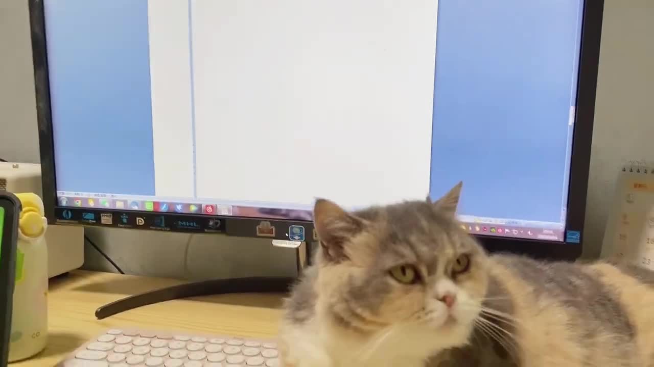 Don't be such a clingy kitten!