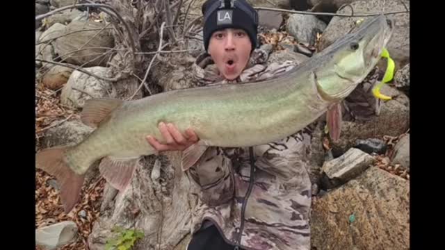 Huge fish just below the bridge