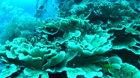 Exciting dive in the coral reef of Bohol, Philippines - no sound