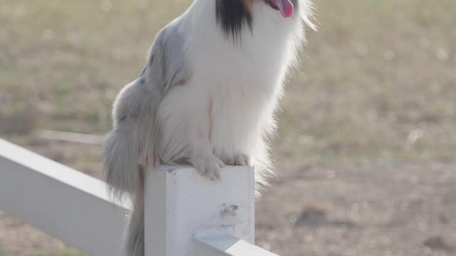 Cute pet tired sitting in wall.