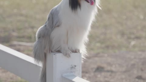 Cute pet tired sitting in wall.