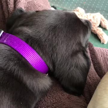 Puppy snoring
