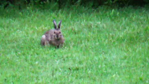 Snowshoe Hare