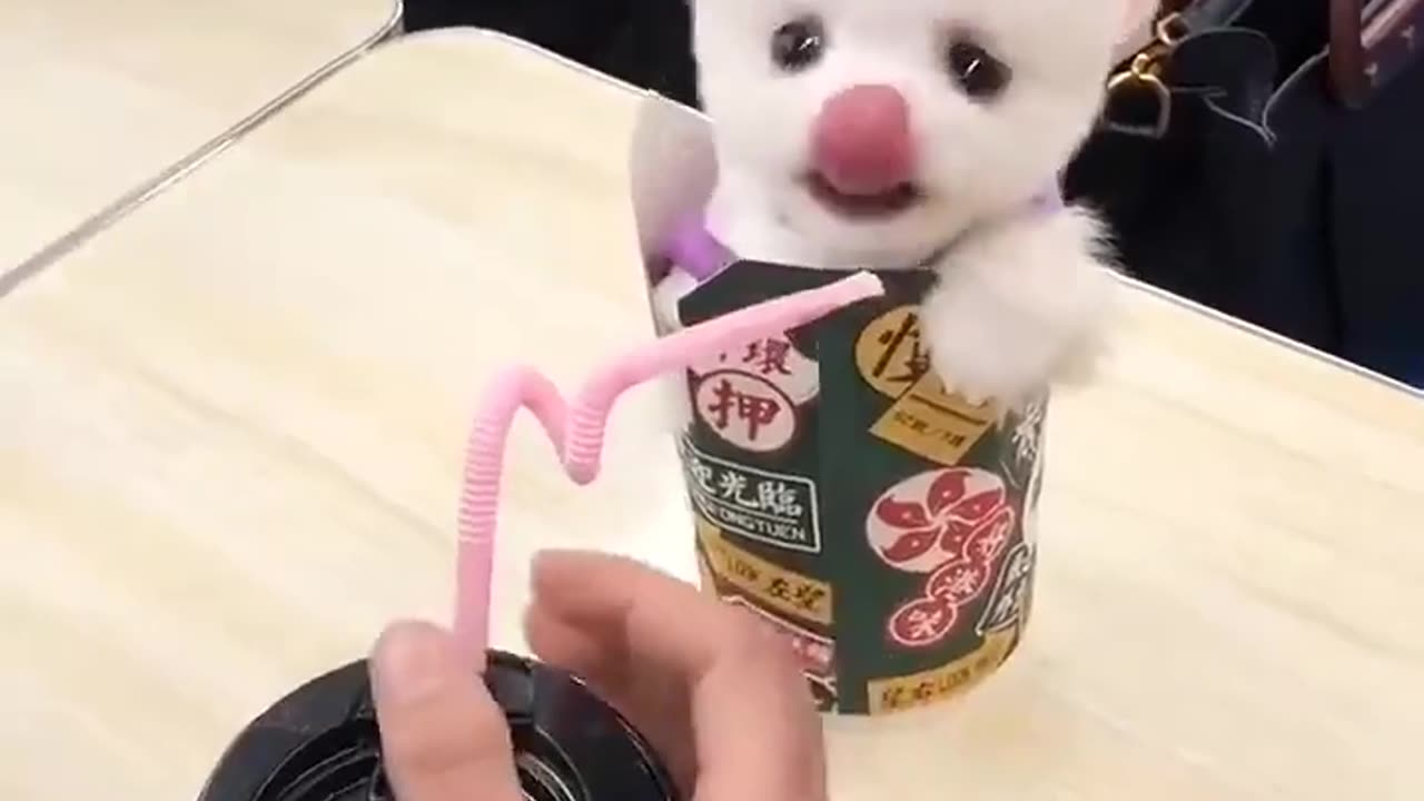 CUTEST & FUNNY PUPPY