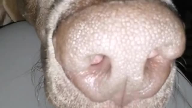 Protect wild animals