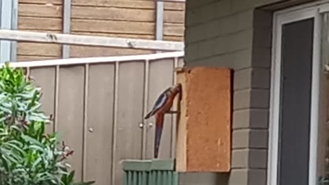 Rosella Parrots Adelaides and Babies