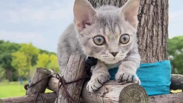 Cute kitten taking pictures outside