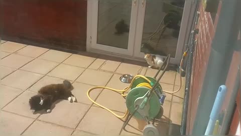 Big Stray Cat Scares Little Cat