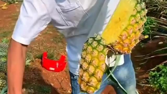 Harvest pineapple