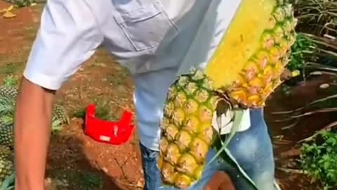 Harvest pineapple