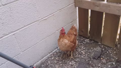 Verboten's Guard Chicken Deals With A Trespasser