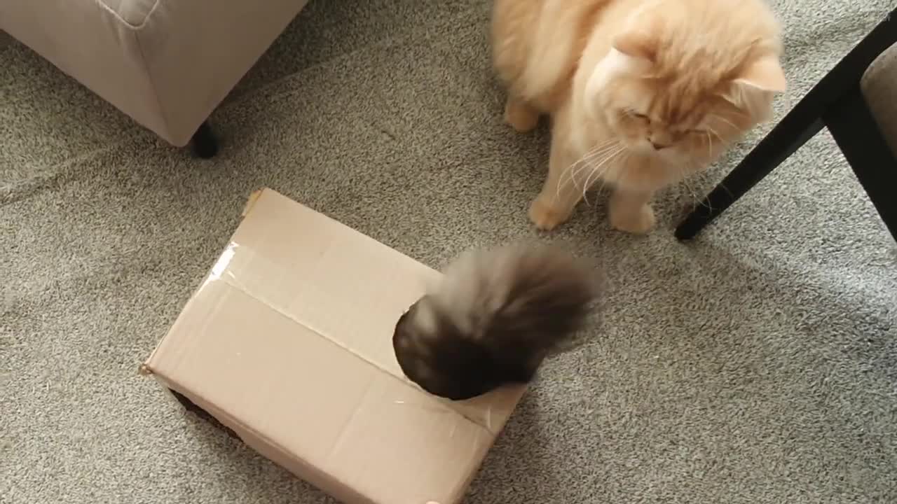 Box must fit me