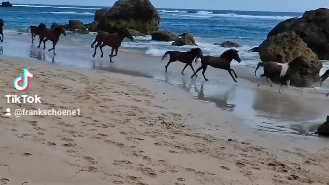 wild horses Sumba Island / Indonesia