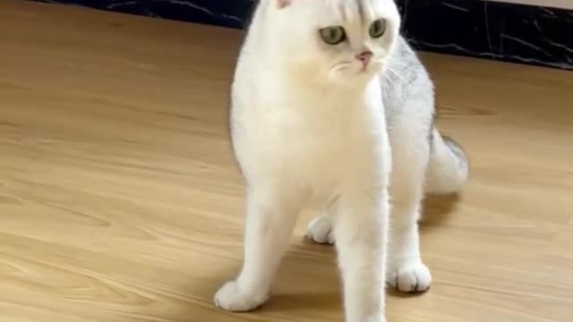 Dancer cat | Let’s learn some cool moves | Funny cat