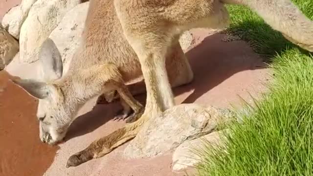 The kangaroo