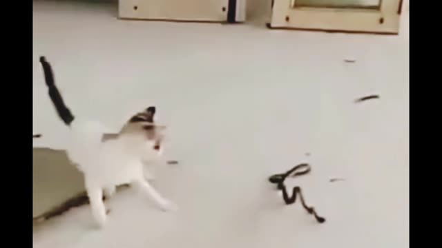 Cat&snake fighting moment #cat #snake