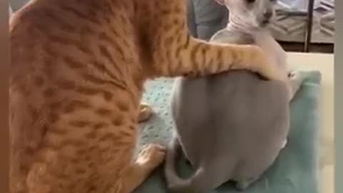 Funny animals 2023