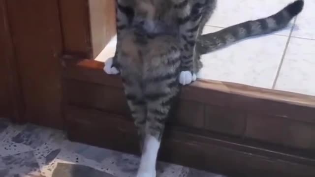 Cat video