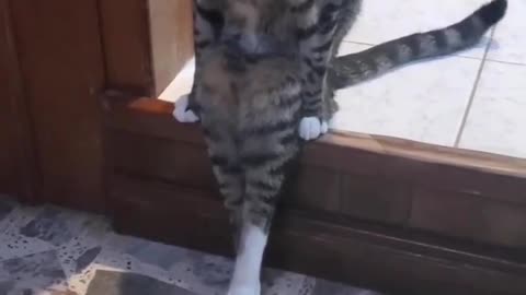 Cat video