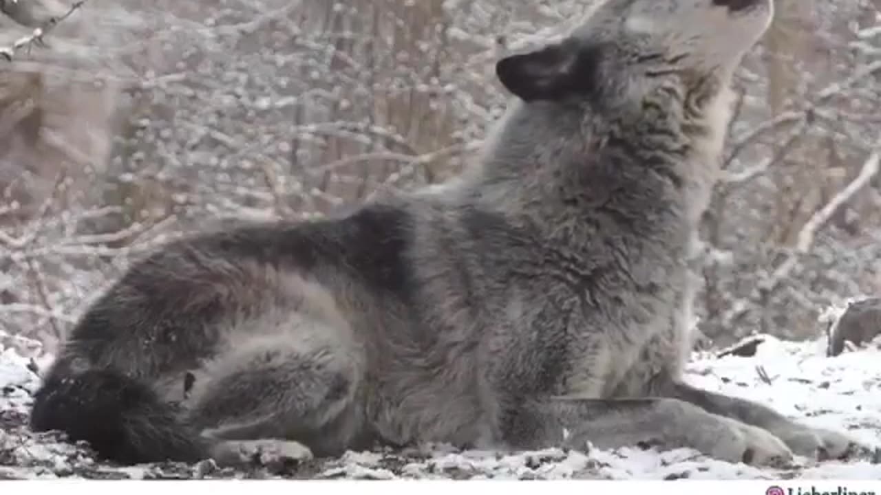 WORLD OF MUSIC AS BY LIEBERLINER AND GREAT GRANDPA B 2 U!