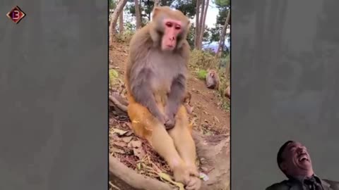 Funny video monkey 🐒