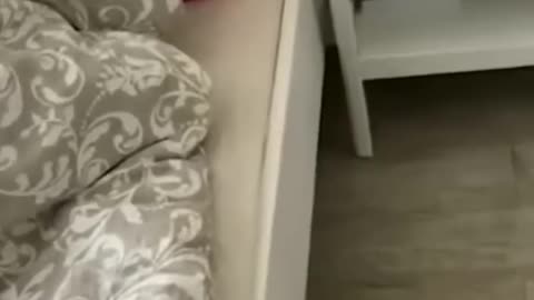 cute animals