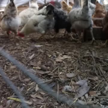 Good MorningGirls🐔