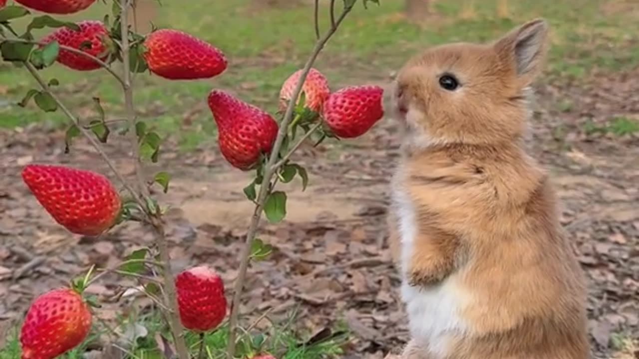 RABBIT AND STRAWBERRY