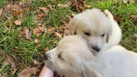 Thunder (royal blue) and Louie (light blue)