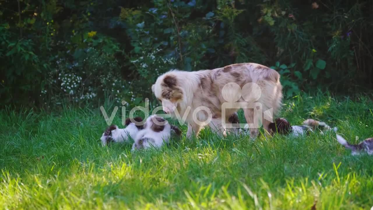 Dog and her puppies.