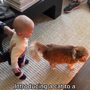 A heartwarming story about babies and cats🥰🥰🥰