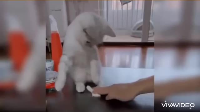 Cute Cat Video