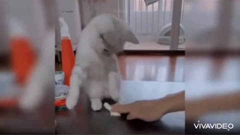 Cute Cat Video