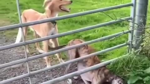 3 Dogs In their Cage