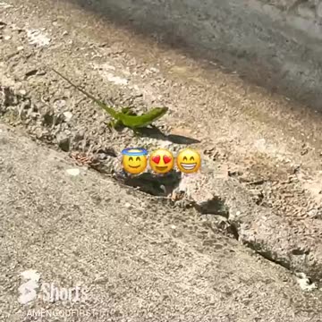 Amen Mr Lizard Doing Saturday Yoga! 🙏