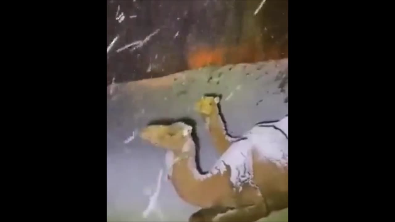 BREAKING : Snowing In Saudi Arabia Well There's Your Global Warming ! TNTV