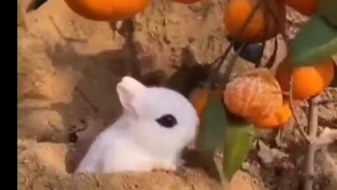 the funniest animal videos today